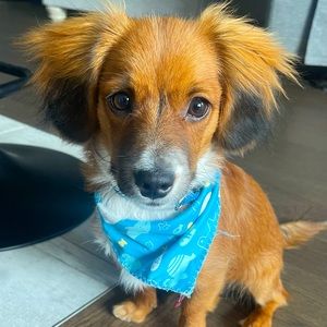 Meet your Posher, Debbie